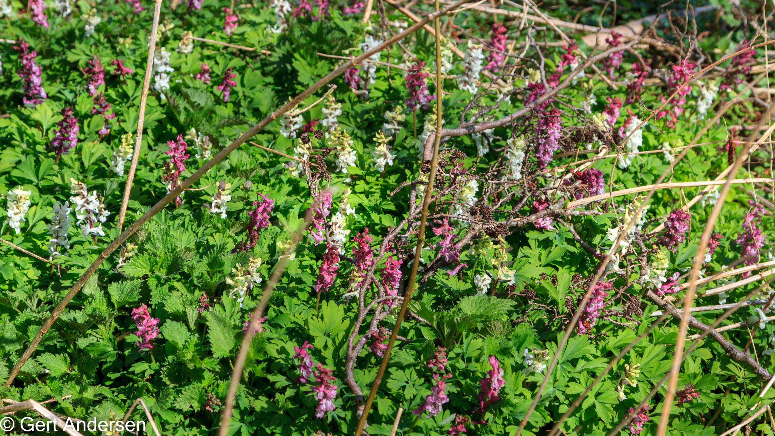 Lyngby Sø (31 of 37) compressed